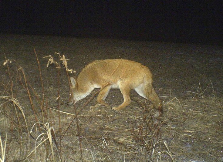 Eastern coyote, photo by D. Matthews